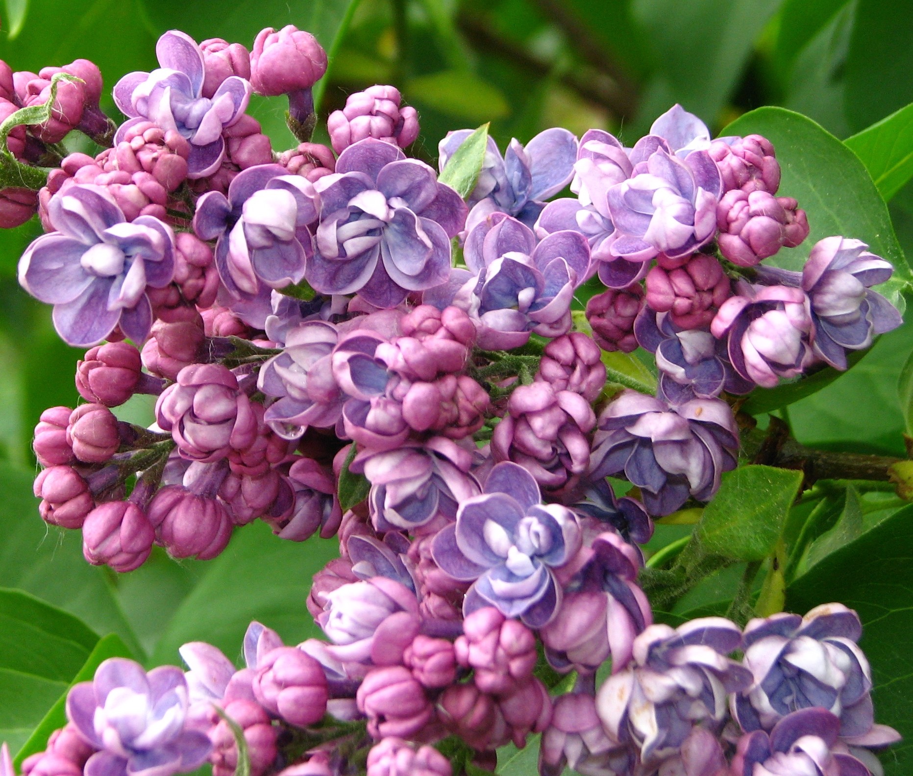 Syringa vulgaris 'Ami Schott'